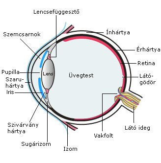 szem_reszei