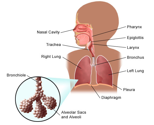 Az újszülött légzőrendszere, alveolusok (léghólyagok)